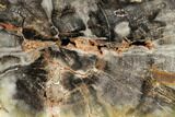 Polished Petrified Wood (Araucaria) Slice - Arizona #166459-1